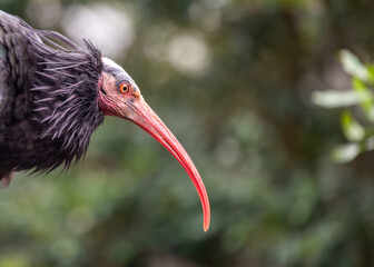 Northern Bald Ibis (Geronticus eremita) in the Wilds of Northern Africa