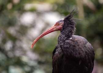Northern Bald Ibis (Geronticus eremita) in the Wilds of Northern Africa