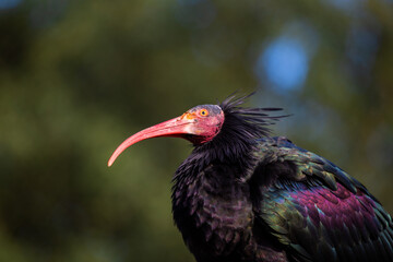 Northern Bald Ibis (Geronticus eremita) in the Wilds of Northern Africa