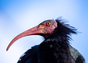 Northern Bald Ibis (Geronticus eremita) in the Wilds of Northern Africa