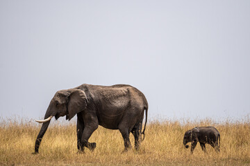 Naklejka na ściany i meble Elephants in the savannah. Mother and baby elephant walking in the savannah during a sunny day of safari in Masai Mara, Kenya, Africa.