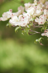 Beautiful, Spring, White Blooms on Tree with Green Background – Wedding, Baby Shower, Brunch, Garden Party, Birthday – Border, Background, Backdrop, Flier, Poster, Ad, Invitation or Wallpaper