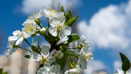 Cherry branch with white flowers on a blurred background of the sky with clouds on a clear spring day