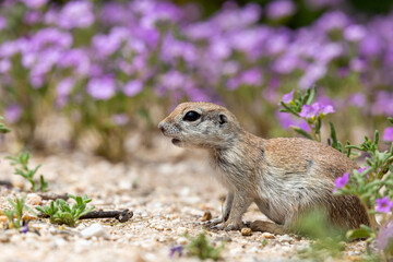 Round-tailed ground squirrel, Xerospermophilus tereticaudus, in a field of purple wildflowers, bristly nama, Nama hispidum, AKA sand bells. Sonoran Desert wildlife, Pima County, Tucson, Arizona, USA.