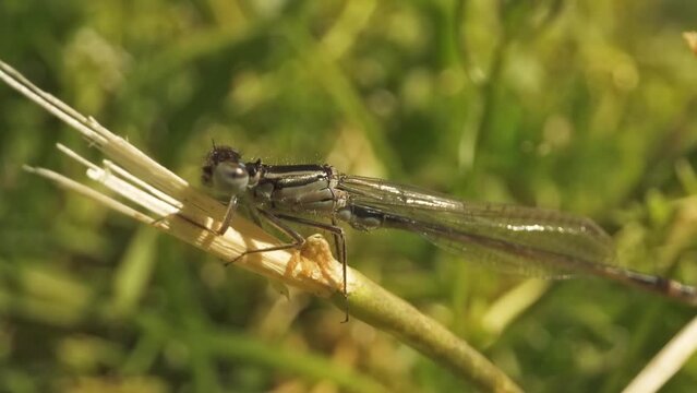 Long body of the dragonfly resting on the broken plant