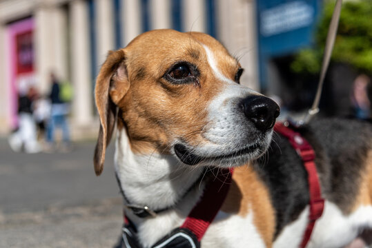 Retrato de perrito Beagle en la calle