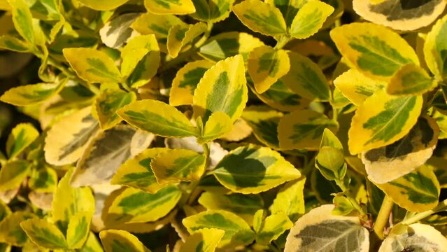 Climbing Euonymus Or Spindle Fortunei Evergreen Shrub With Green Yelow Leaves