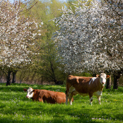 Fototapeta na wymiar cows in green grass between blossoming fruit trees in spring near tiel in the netherlands
