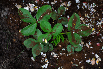 leaves in the garden