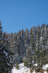 snow covered trees