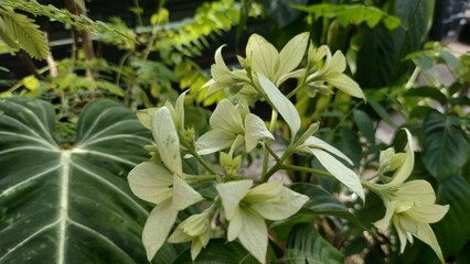 Mussaenda pubescens flowers or white beautiful nusa flowers