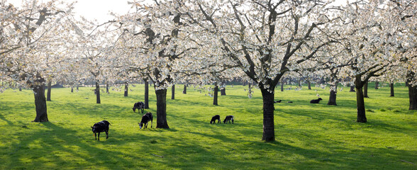 sheep and lamb in blooming cherry orchard in spring near utrecht in the netherlands - 596430939