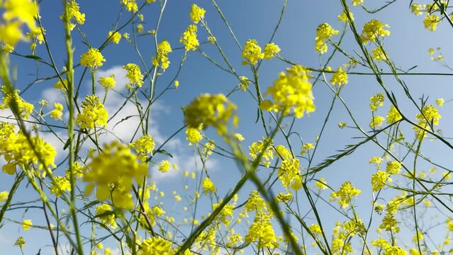 Abstract yellow wild mustard superbloom blowing in the wind