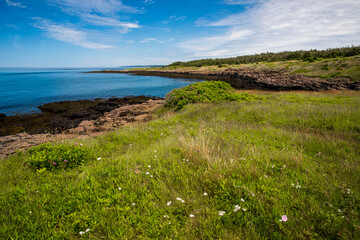 Green field leading to blue ocean