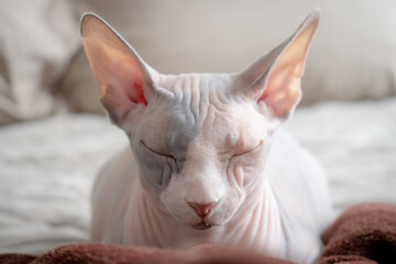 close-up shot of the face of a beautiful, cute, sleepy sphinx cat lying on a bed