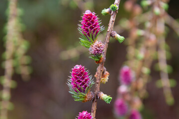 Kwitnący Modrzew | Blooming Larch