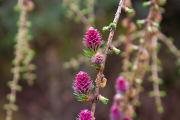 Kwitnący Modrzew | Blooming Larch