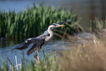 Grey heron about to land