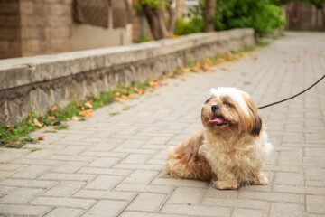 Dog sitting on the steps in the town. a dog in the city. Dog in urban portrait 