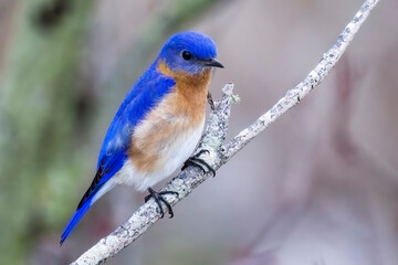 Male Bluebird sitting on branch