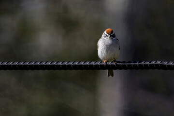 Angry looking sparrow looking at camera
