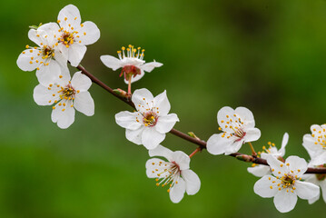 Beautiful spring  plums  blossom branches of white flowers soft airy blurred green background garden tree  close up banner  green leaves selective focus backdrop.