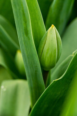 Closed and unbloomed buds of red tulips banner  floristry shop unflowered macro garden green leaves.