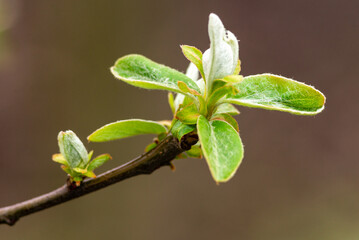 Fototapeta na wymiar Close up Quince tree twig with young leaves and buds Half-open flower spring garden