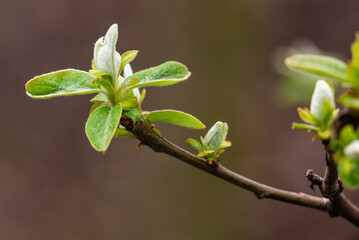 Obraz premium Close up Quince tree twig with young leaves and buds Half-open flower spring garden