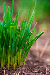 young green garlic leaves  grows in the ground in the spring in the early morning, close-up. Organically grown plantation  planted often spicy food ingredient.