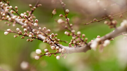 Beautiful spring  plums  blossom branches of white flowers soft airy blurred green background garden tree  close up banner  green leaves selective focus backdrop.