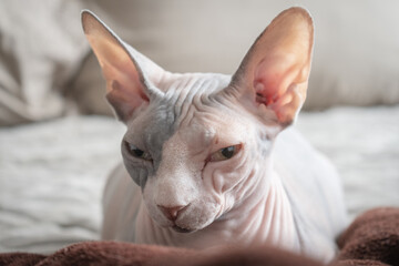 close-up shot of the face of a beautiful, cute, sleepy sphinx cat lying on a bed