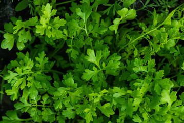 Green Cress salad plants, top view, close up macro. Microgreen Growing cress salad leaves, closeup. Microgreens Garden planted Lepidium sativum. Healthy eating concept. Micro greens growing sprouts