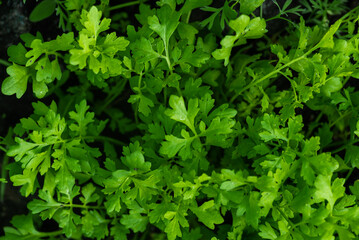 Green Cress salad plants, top view, close up macro. Microgreen Growing cress salad leaves, closeup....