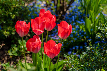 close-up of blooming orange red tulips. tulip flowers with deep multi coloured petals. forming flower arrangement background, first spring flowers concept