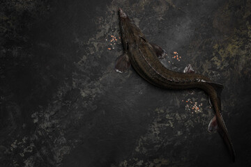 Raw sturgeon with ice on a dark background. banner, menu, recipe place for text, top view