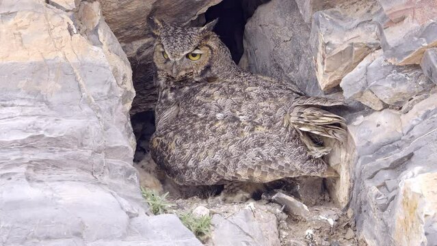 Great Horned Owl standing up as baby is revealed in the nest.