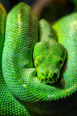 Green tree python (Morelia viridis) close-up. Portrait art.