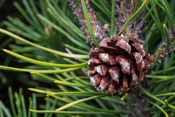 Small pine cone on a branch