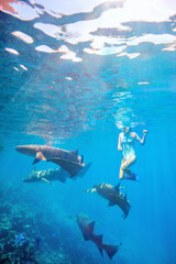 Teenage girl snorkeling with nurse sharks