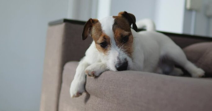 The dog is sad and lies on the couch. A pet is in a bad mood. Jack Russell got sick.