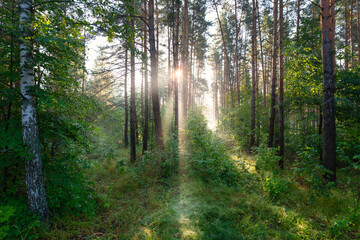 Fototapeta premium Early morning in the spring forest, the morning sun breaks through the light fog
