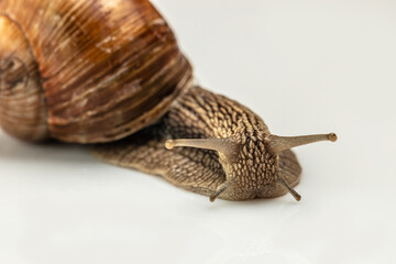 Two Garden snail isolated on white background