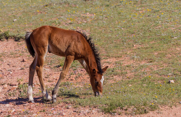 Wild Horse Foal in the Pryor Mountains Montana in Summer