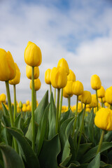 Close up of vibrant yellow tulips blooming under blue sky on spring morning