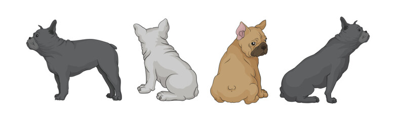 French Bulldog as Domestic Breed Sitting and Standing Vector Set