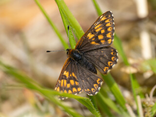 Duke of Burgundy Butterfly. Wings Open.