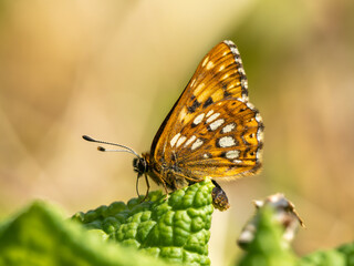 Duke of Burgundy Butterfly on a Primrose