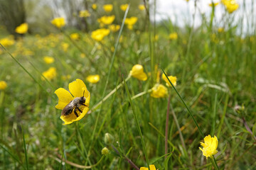 Wide angle closeup on a female grey-backed mining bee, Andrena vaga , in a yellow buttercup flower