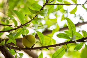 Japanese apricot and green leaves